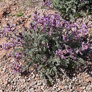 Astragalus mollissimus unspecified picture