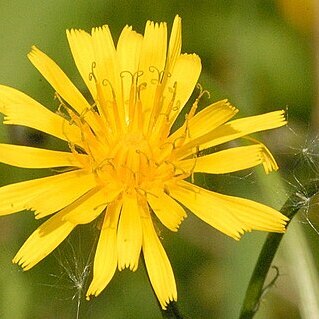 Crepis unspecified picture