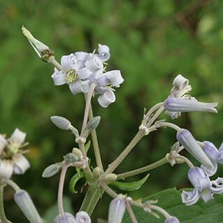 Clematis stans unspecified picture