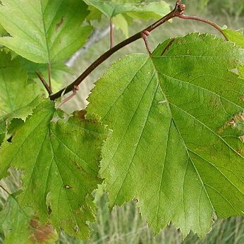 Crataegus intricata unspecified picture