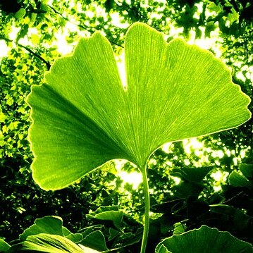 Ginkgoaceae unspecified picture