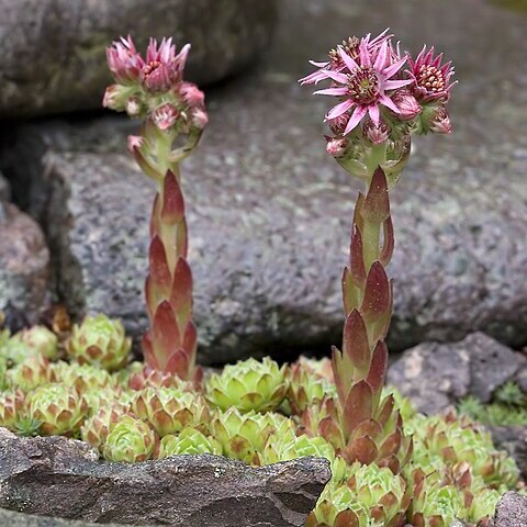 Sempervivum minutum unspecified picture