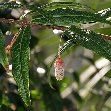 Agapetes incurvata unspecified picture