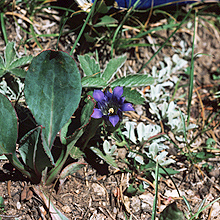 Gentiana parryi unspecified picture