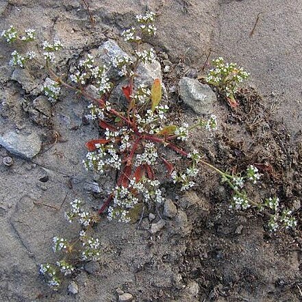 Chorizanthe parryi unspecified picture