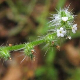 Cryptantha microstachys unspecified picture