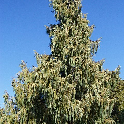 Cupressus cashmeriana unspecified picture