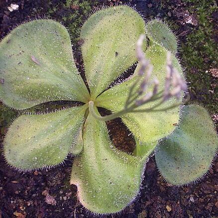 Drosera erythrorhiza unspecified picture