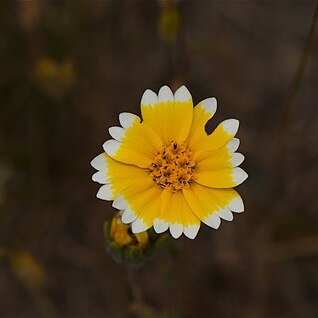 Layia chrysanthemoides unspecified picture