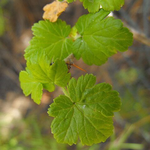 Ribes thacherianum unspecified picture