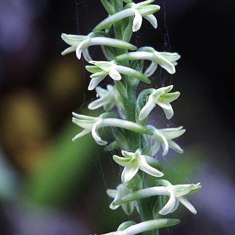 Platanthera transversa unspecified picture