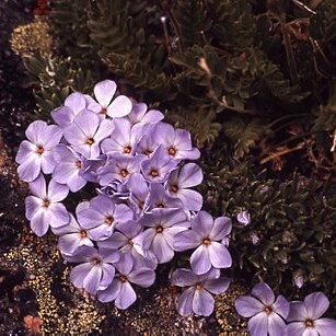 Phlox pulvinata unspecified picture