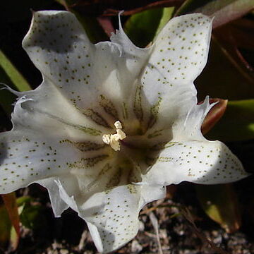 Gentiana newberryi unspecified picture