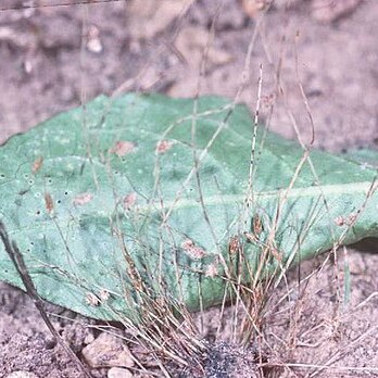 Lipocarpha micrantha unspecified picture