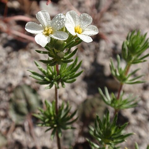 Leptosiphon pachyphyllus unspecified picture