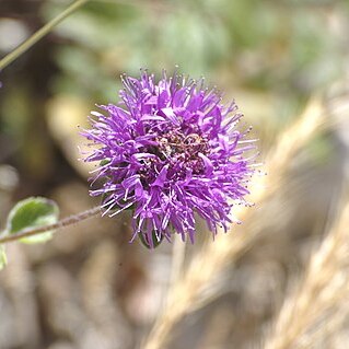 Monardella undulata unspecified picture