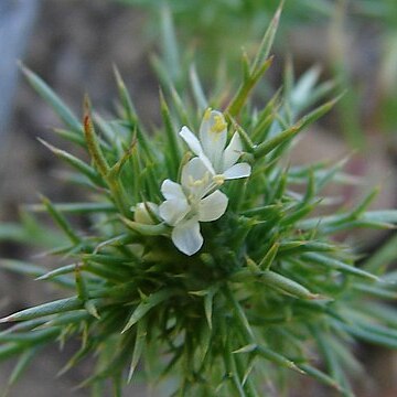 Navarretia intertexta unspecified picture