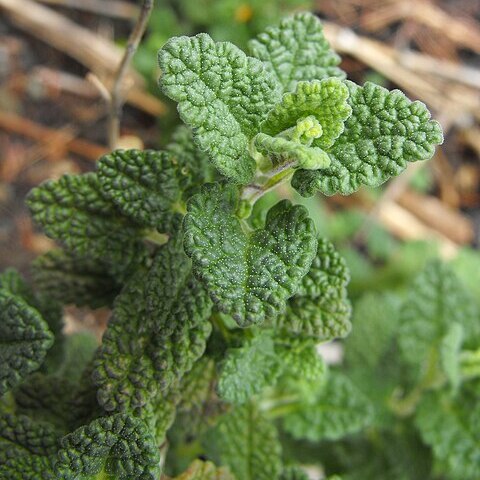 Nepeta stewartiana unspecified picture