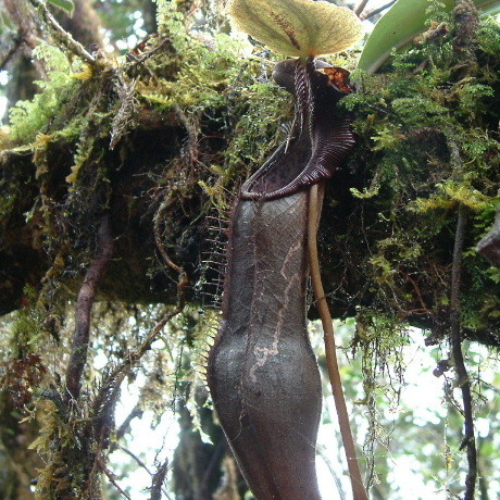 Nepenthes izumiae unspecified picture