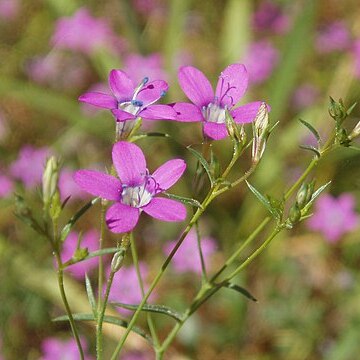 Gilia leptantha unspecified picture