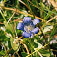 Gentiana setigera unspecified picture