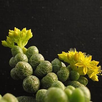 Sedum hernandezii unspecified picture