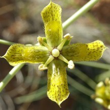 Frasera paniculata unspecified picture