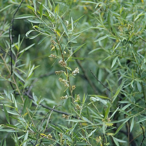 Salix geyeriana unspecified picture