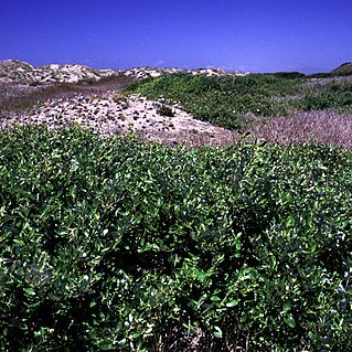 Salix hookeriana unspecified picture