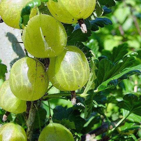 Grossulariaceae unspecified picture