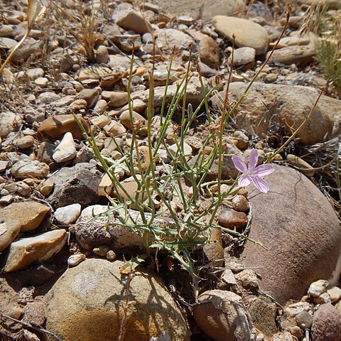 Stephanomeria runcinata unspecified picture