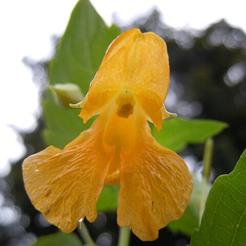 Impatiens ecornuta unspecified picture