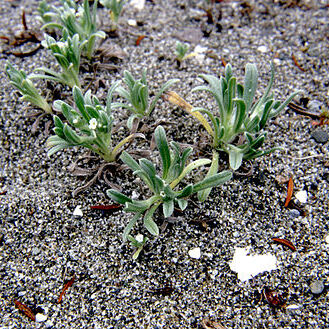 Cryptantha leiocarpa unspecified picture