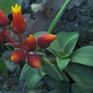 Dudleya lanceolata unspecified picture