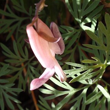 Dicentra pauciflora unspecified picture