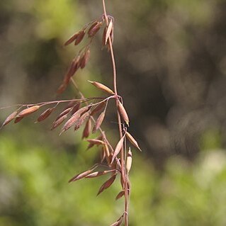 Ehrharta calycina unspecified picture