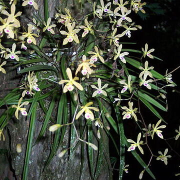 Encyclia tampensis unspecified picture