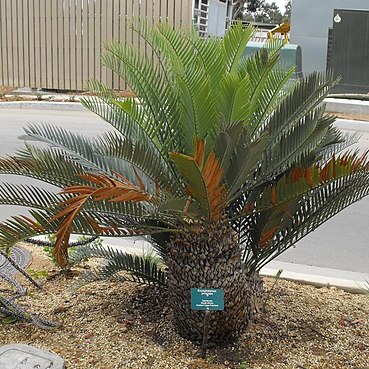 Encephalartos princeps unspecified picture