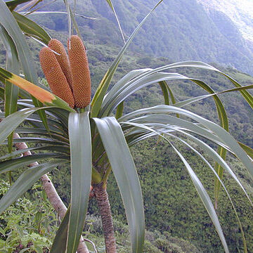 Freycinetia unspecified picture