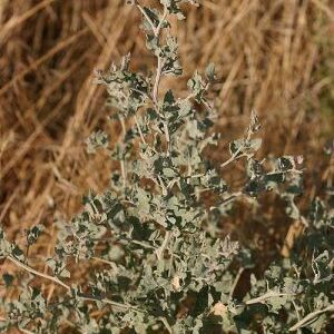 Atriplex argentea unspecified picture