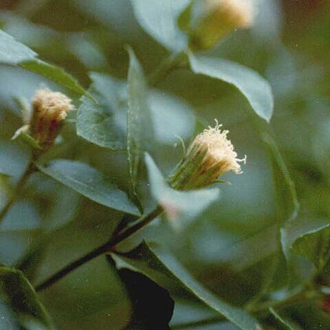 Ageratina shastensis unspecified picture