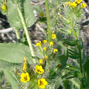 Amsinckia tessellata unspecified picture