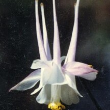 Aquilegia micrantha unspecified picture