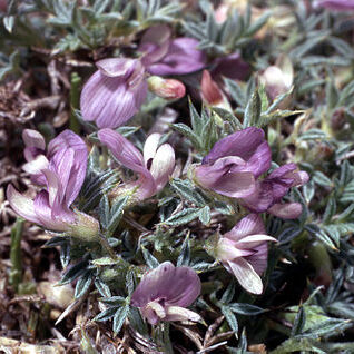 Astragalus kentrophyta unspecified picture