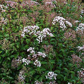 Ageratina ligustrina unspecified picture