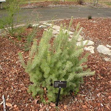 Adenanthos sericeus unspecified picture