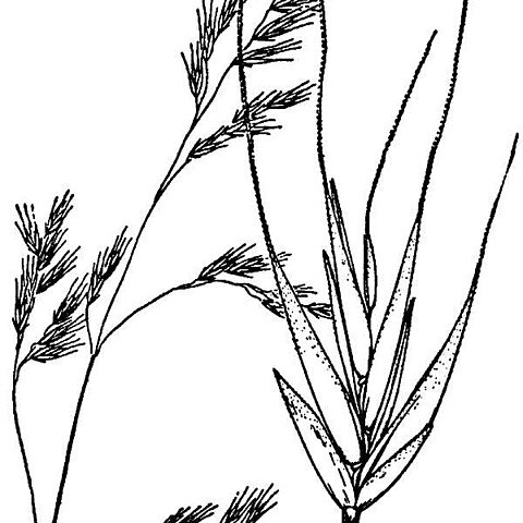 Festuca occidentalis unspecified picture