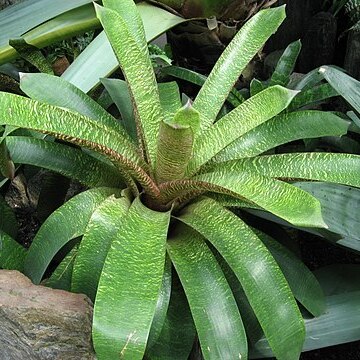 Vriesea fosteriana unspecified picture