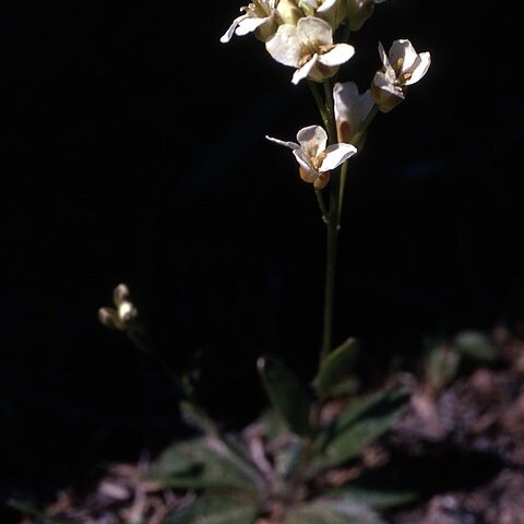 Arabis nuttallii unspecified picture