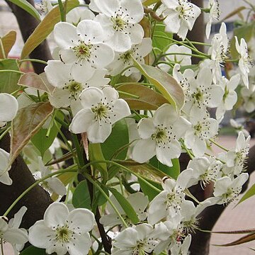 Pyrus bretschneideri unspecified picture